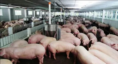 Công văn hỏa tốc đề nghị các tỉnh 'giải cứu' lợn